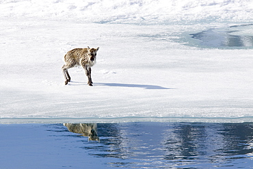 A stranded Svalbard reindeer fawn (Rangifer tarandus platyrhynchus) on ice floe at Monaco Glacier in Wood Fjord, Spitsbergen, Svalbard Archipelago, Norway