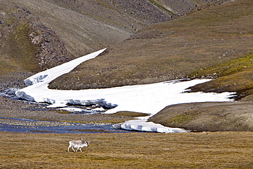 Svalbard reindeer (Rangifer tarandus platyrhynchus) on the tundra in Habenichtbutka, Edge Island in the Svalbard Archipelago, Norway