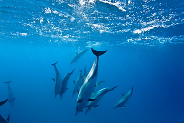 Hawaiian Spinner Dolphin pod (Stenella longirostris) underwater in Honolua Bay off the northwest coast of Maui, Hawaii, USA, Pacific Ocean