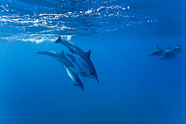 Hawaiian Spinner Dolphin pod (Stenella longirostris) underwater in Honolua Bay off the northwest coast of Maui, Hawaii, USA, Pacific Ocean