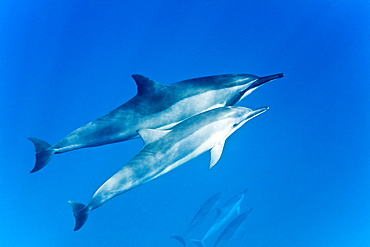 Hawaiian Spinner Dolphin pod (Stenella longirostris) underwater in Honolua Bay off the northwest coast of Maui, Hawaii, USA, Pacific Ocean