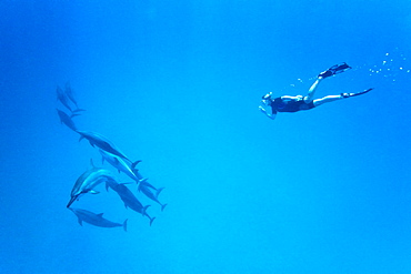 Hawaiian Spinner Dolphin pod (Stenella longirostris) underwater in Honolua Bay off the northwest coast of Maui, Hawaii, USA, Pacific Ocean