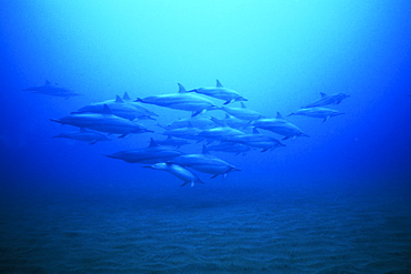 Hawaiian Spinner Dolphin (Stenella longirostris) pod underwater off Lanai in Hawaii, USA. Pacific Ocean.
(Resolution Restricted - pls contact us)