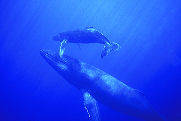 Mother and calf Humpback Whale (Megaptera novaeangliae) underwater in the AuAu Channel, Maui, Hawaii, USA. Pacific Ocean.