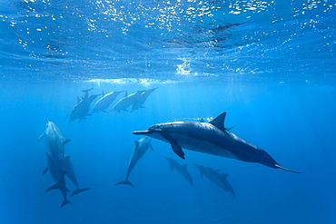 Hawaiian Spinner Dolphin pod (Stenella longirostris) underwater in Honolua Bay off the northwest coast of Maui, Hawaii, USA, Pacific Ocean