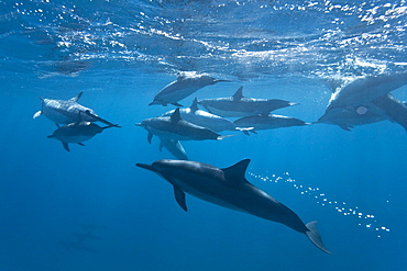 Hawaiian Spinner Dolphin pod (Stenella longirostris) underwater in Honolua Bay off the northwest coast of Maui, Hawaii, USA, Pacific Ocean