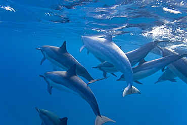 Hawaiian Spinner Dolphin pod (Stenella longirostris) underwater in Honolua Bay off the northwest coast of Maui, Hawaii, USA, Pacific Ocean