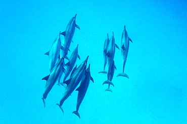 Hawaiian Spinner Dolphin pod (Stenella longirostris) underwater in Honolua Bay off the northwest coast of Maui, Hawaii, USA, Pacific Ocean