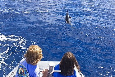 Hawaiian Spinner Dolphin (Stenella longirostris) spinning with young boaters off the coast of Maui, Hawaii, USA. Pacific Ocean