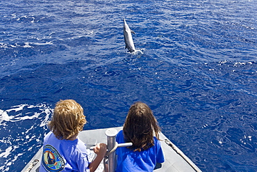 Hawaiian Spinner Dolphin (Stenella longirostris) spinning with young boaters off the coast of Maui, Hawaii, USA. Pacific Ocean