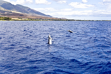 Hawaiian Spinner Dolphin (Stenella longirostris) spinning with young boaters off the coast of Maui, Hawaii, USA. Pacific Ocean