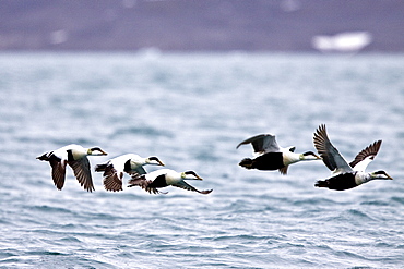 Adult male common eider duck (Somateria mollissima) in breeding plumage in the Svalbard Archipelago in the Barents Sea, Norway