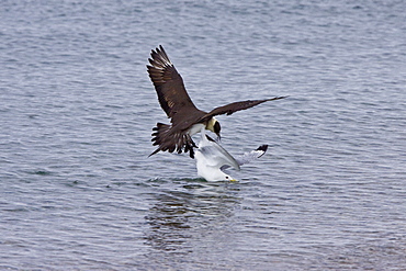 Adult Arctic Skua (Stercorarius parasiticus) attacking a black-legged kittiwake to force it to drop food in the Svalbard Archipelago