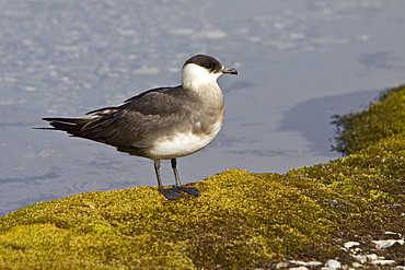 Adult Arctic Skua (Stercorarius parasiticus) in the Svalbard Archipelago