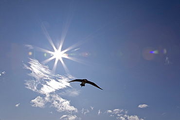 Adult Arctic Skua (Stercorarius parasiticus) in the Svalbard Archipelago