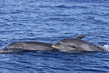 A small pod of bottlenose dolphins (Tursiops truncatus) surfacing of the west coast of the Island of Maui, Hawaii, USA. Pacific Ocean.