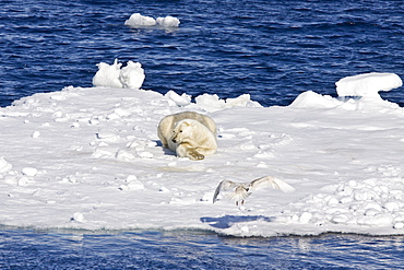 Adult polar bear (Ursus maritimus) resting on multi-year ice floes in the Barents Sea off the eastern coast of Edge Island in the Svalbard Archipelago, Norway