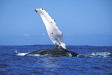 Adult Humpback Whale (Megaptera novaeangliae) pec-slapping in the AuAu Channel, Maui, Hawaii, USA. Pacific Ocean.