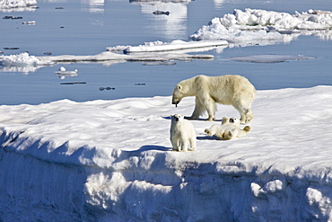 Mother polar bear (Ursus maritimus) with two coy (cubs-of-year) on multi-year ice floes in the Barents Sea off the eastern side of Heleysundet in the Svalbard Archipelago, Norway