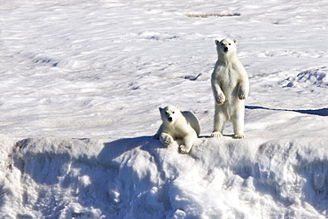 Mother polar bear (Ursus maritimus) with two coy (cubs-of-year) on multi-year ice floes in the Barents Sea off the eastern side of Heleysundet in the Svalbard Archipelago, Norway