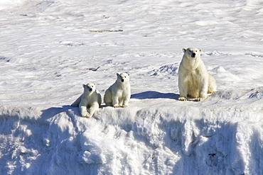 Mother polar bear (Ursus maritimus) with two coy (cubs-of-year) on multi-year ice floes in the Barents Sea off the eastern side of Heleysundet in the Svalbard Archipelago, Norway