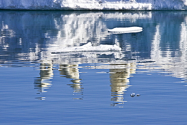 Mother polar bear (Ursus maritimus) with two coy (cubs-of-year) on multi-year ice floes in the Barents Sea off the eastern side of Heleysundet in the Svalbard Archipelago, Norway