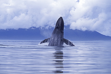 Adult Humpback Whale (Megaptera novaeangliae) breaching with pectoral fins spread wide in Icy Strait, Southeast, Alaska, USA.