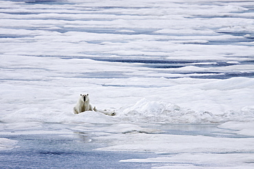 A mother polar bear (Ursus maritimus) with a single cub on ice floes in the Barents Sea, Svalbard Archipelago, Norway