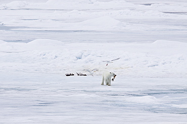 A young polar bear (Ursus maritimus), scavenging a polar bear carcass on multi-year ice floes in the Barents Sea, Edge Island, Svalbard Archipelago, Norway