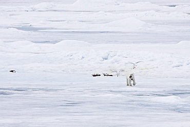 A young polar bear (Ursus maritimus), scavenging a polar bear carcass on multi-year ice floes in the Barents Sea, Edge Island, Svalbard Archipelago, Norway