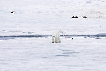 A young polar bear (Ursus maritimus), scavenging a polar bear carcass on multi-year ice floes in the Barents Sea, Edge Island, Svalbard Archipelago, Norway