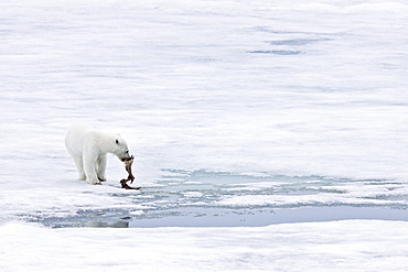 A young polar bear (Ursus maritimus), scavenging a polar bear carcass on multi-year ice floes in the Barents Sea, Edge Island, Svalbard Archipelago, Norway