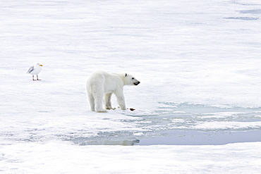 A young polar bear (Ursus maritimus), scavenging a polar bear carcass on multi-year ice floes in the Barents Sea, Edge Island, Svalbard Archipelago, Norway