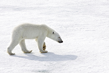 A young polar bear (Ursus maritimus), scavenging a polar bear carcass on multi-year ice floes in the Barents Sea, Edge Island, Svalbard Archipelago, Norway