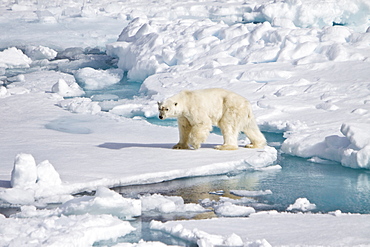 A curious adult polar bear (Ursus maritimus) approaches the National Geographic Explorer in the Barents Sea, Edge Island, Svalbard Archipelago, Norway