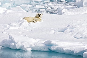 A curious adult polar bear (Ursus maritimus) approaches the National Geographic Explorer in the Barents Sea, Edge Island, Svalbard Archipelago, Norway