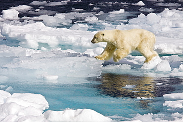 A curious adult polar bear (Ursus maritimus) approaches the National Geographic Explorer in the Barents Sea, Edge Island, Svalbard Archipelago, Norway