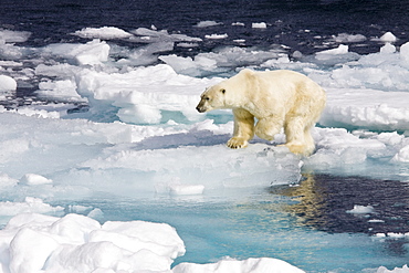 A curious adult polar bear (Ursus maritimus) approaches the National Geographic Explorer in the Barents Sea, Edge Island, Svalbard Archipelago, Norway