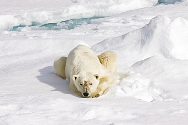 A curious adult polar bear (Ursus maritimus) approaches the National Geographic Explorer in the Barents Sea, Edge Island, Svalbard Archipelago, Norway