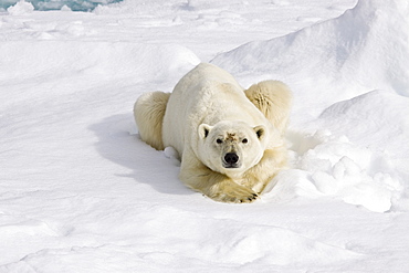 A curious adult polar bear (Ursus maritimus) approaches the National Geographic Explorer in the Barents Sea, Edge Island, Svalbard Archipelago, Norway