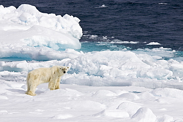 A curious adult polar bear (Ursus maritimus) approaches the National Geographic Explorer in the Barents Sea, Edge Island, Svalbard Archipelago, Norway