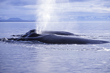 Adult Humpback Whales (Megaptera novaeangliae) surfacing (note blows) in Icy Strait, Southeast Alaska, USA. Pacific Ocean.