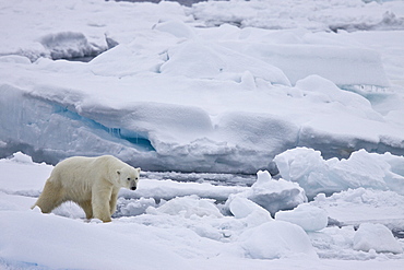 An adult polar bear (Ursus maritimus) on multi-year ice floes in the Barents Sea, Edge Island, Svalbard Archipelago, Norway