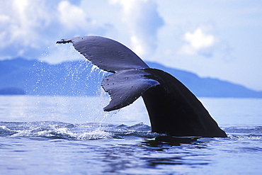 Adult Humpback Whale (Megaptera novaeangliae) fluke-up dive off Pt. Adolphus in Icy Strait, Southeast Alaska, USA. Pacific Ocean.