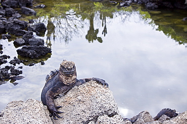 The endemic Galapagos marine iguana (Amblyrhynchus cristatus) in the Galapagos Island Archipelago, Ecuador