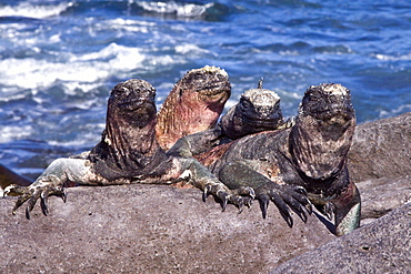 The endemic Galapagos marine iguana (Amblyrhynchus cristatus) in the Galapagos Island Archipelago, Ecuador