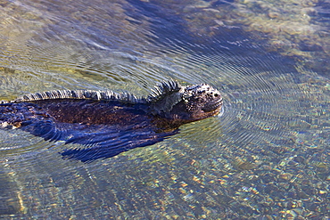 The endemic Galapagos marine iguana (Amblyrhynchus cristatus) in the Galapagos Island Archipelago, Ecuador