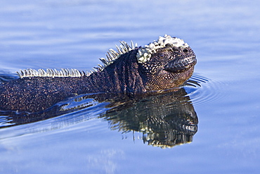 The endemic Galapagos marine iguana (Amblyrhynchus cristatus) in the Galapagos Island Archipelago, Ecuador