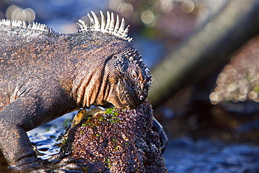 The endemic Galapagos marine iguana (Amblyrhynchus cristatus) in the Galapagos Island Archipelago, Ecuador