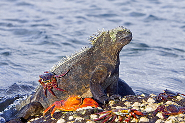 The endemic Galapagos marine iguana (Amblyrhynchus cristatus) in the Galapagos Island Archipelago, Ecuador